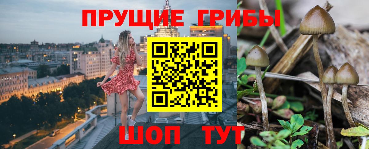 Псилоцибиновые грибы Psilocybine cubensis  Вход с VPN  Муравленко 
